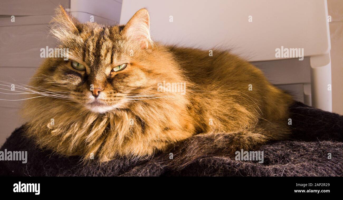 Long Haired Cat In Relax Ourdoor Hypoallergenic Pet Of Siberian