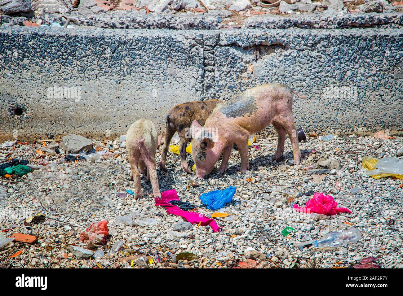 Group of small pink pigs are looking for food on the ground on Fadiouth Island in Senegal, Africa. There is garbage around. It is the only place in Stock Photo