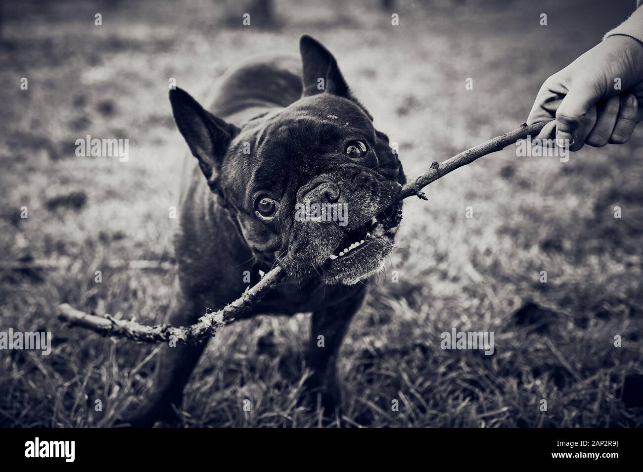 hand of a girl playing getting sticks with a black French bulldog in a black and white style Stock Photo