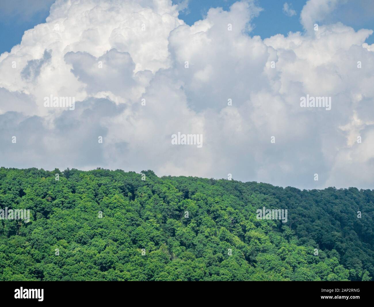 Thick white clouds over the forest Stock Photo Alamy