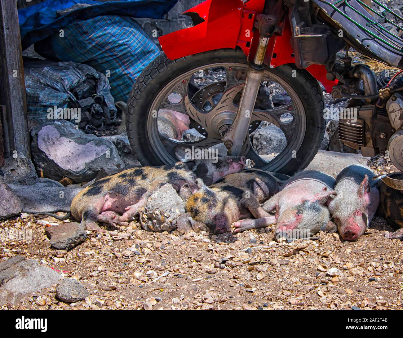 A small pink pigs are sleeping in the shade of an old motorbike on the ground from shells on Fadiouth Island in Senegal, Africa. It is the only place Stock Photo