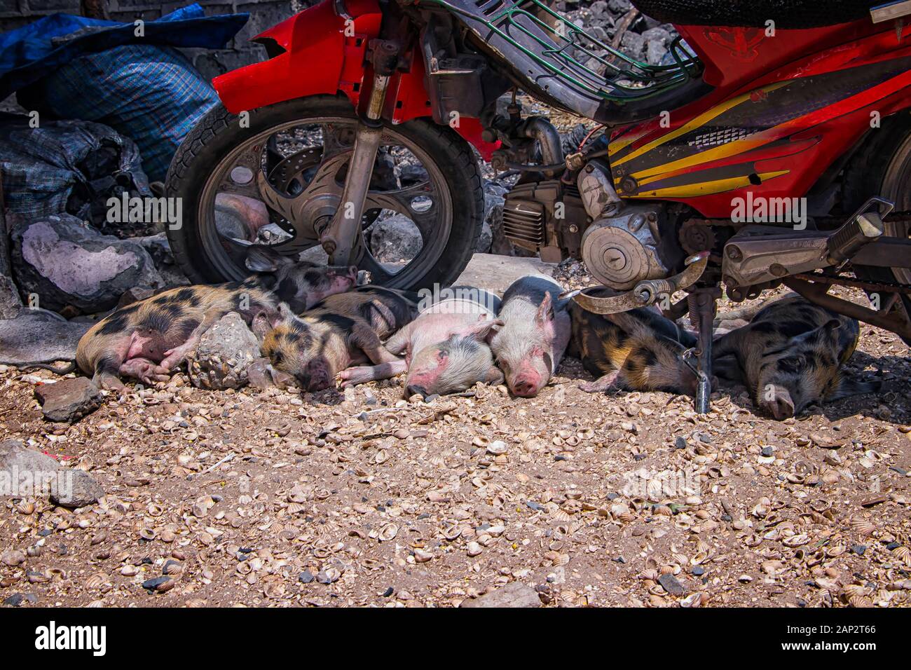 A small pink pigs are sleeping in the shade of an old motorbike on the ground from shells on Fadiouth Island in Senegal, Africa. It is the only place Stock Photo