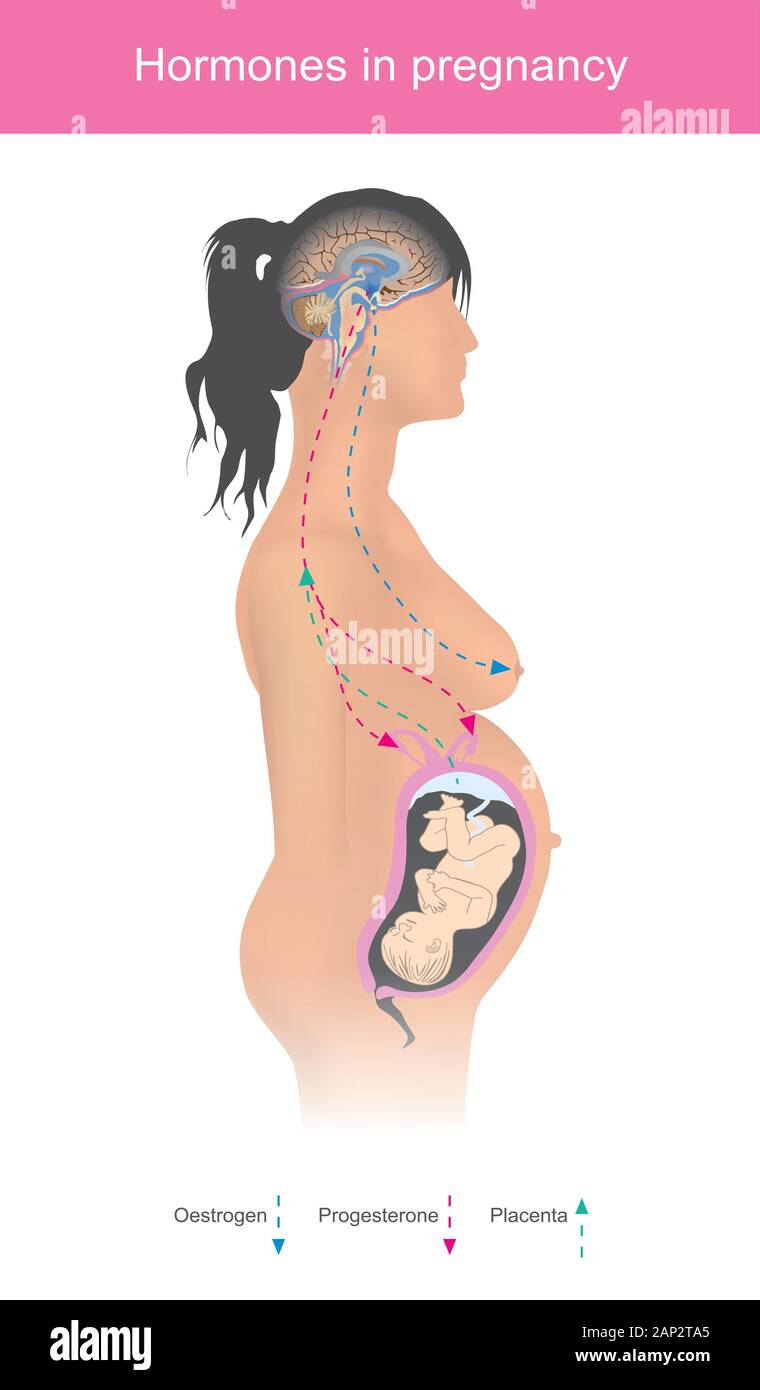 Hormones in pregnancy. Oestrogen and progesterone hormones are the