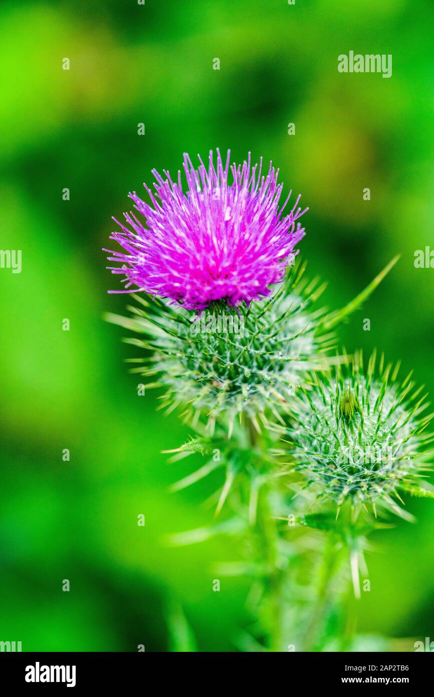 Spear Plume Thistle Head and purple Flower Stock Photo