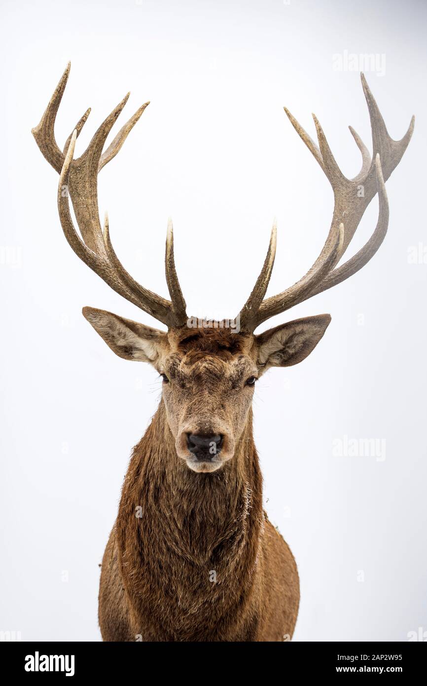 Portrait of a male of fallow deer on white background Stock Photo - Alamy