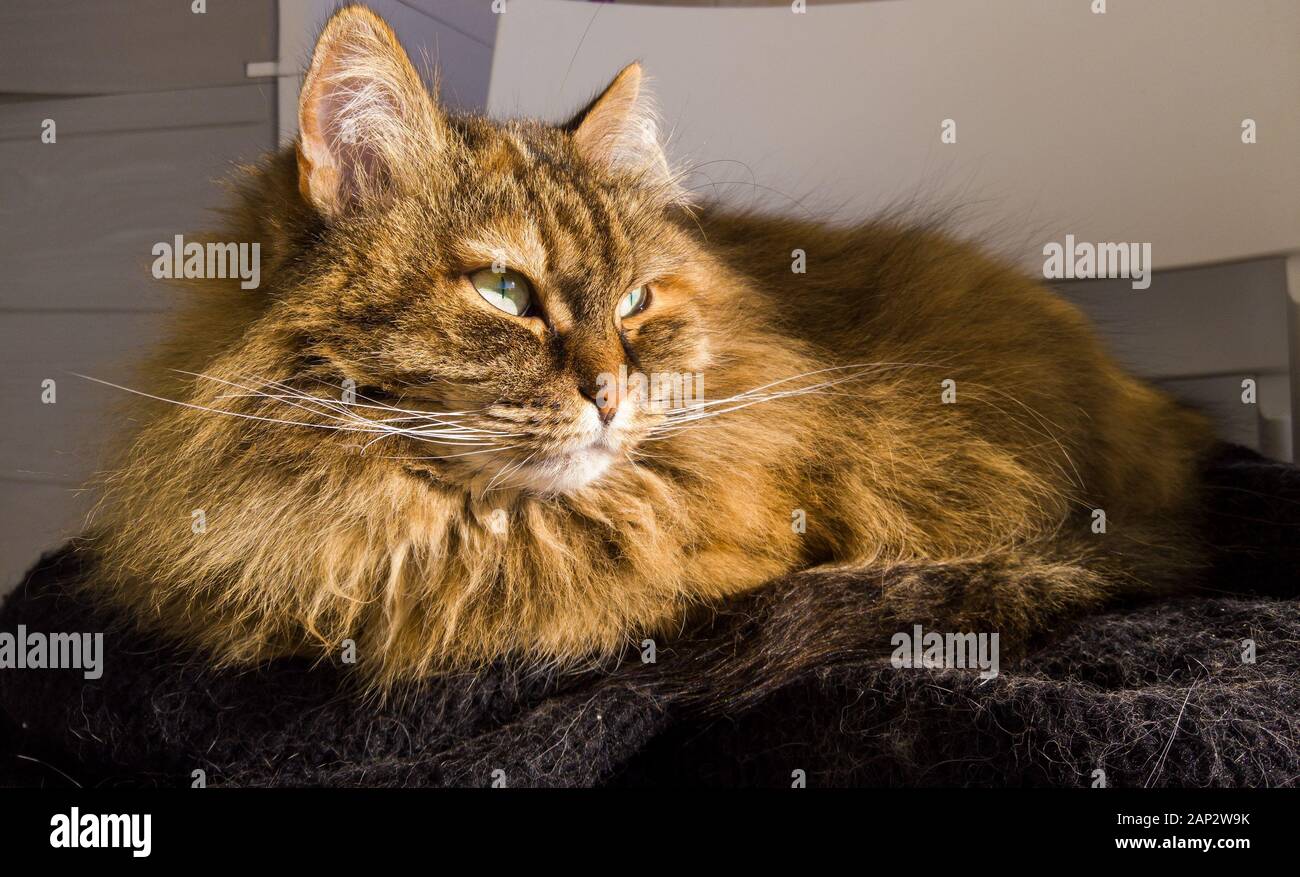 Long Haired Cat In Relax Ourdoor Hypoallergenic Pet Of Siberian
