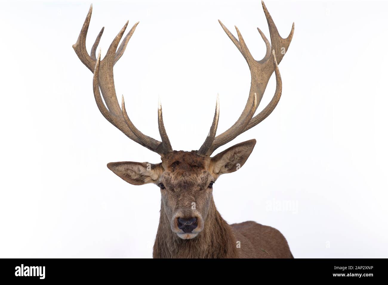 Portrait of a male of fallow deer on white background Stock Photo - Alamy