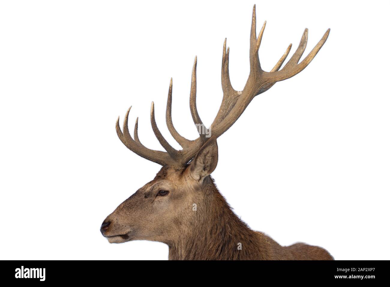 Portrait of a male of fallow deer on white background Stock Photo - Alamy