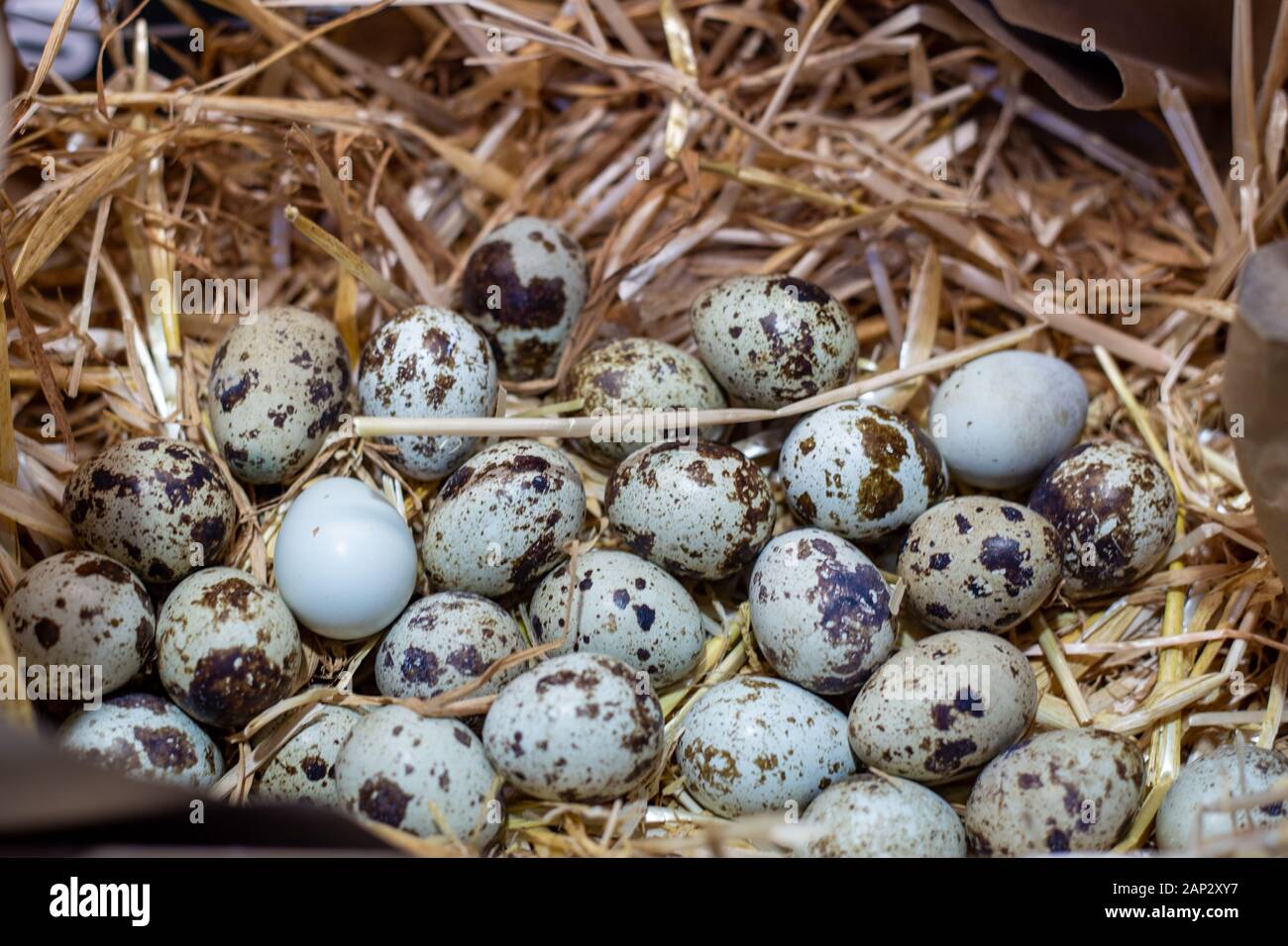 Fresh spotty quail eggs for sale at a city market, Christchurch, New Zealand Stock Photo