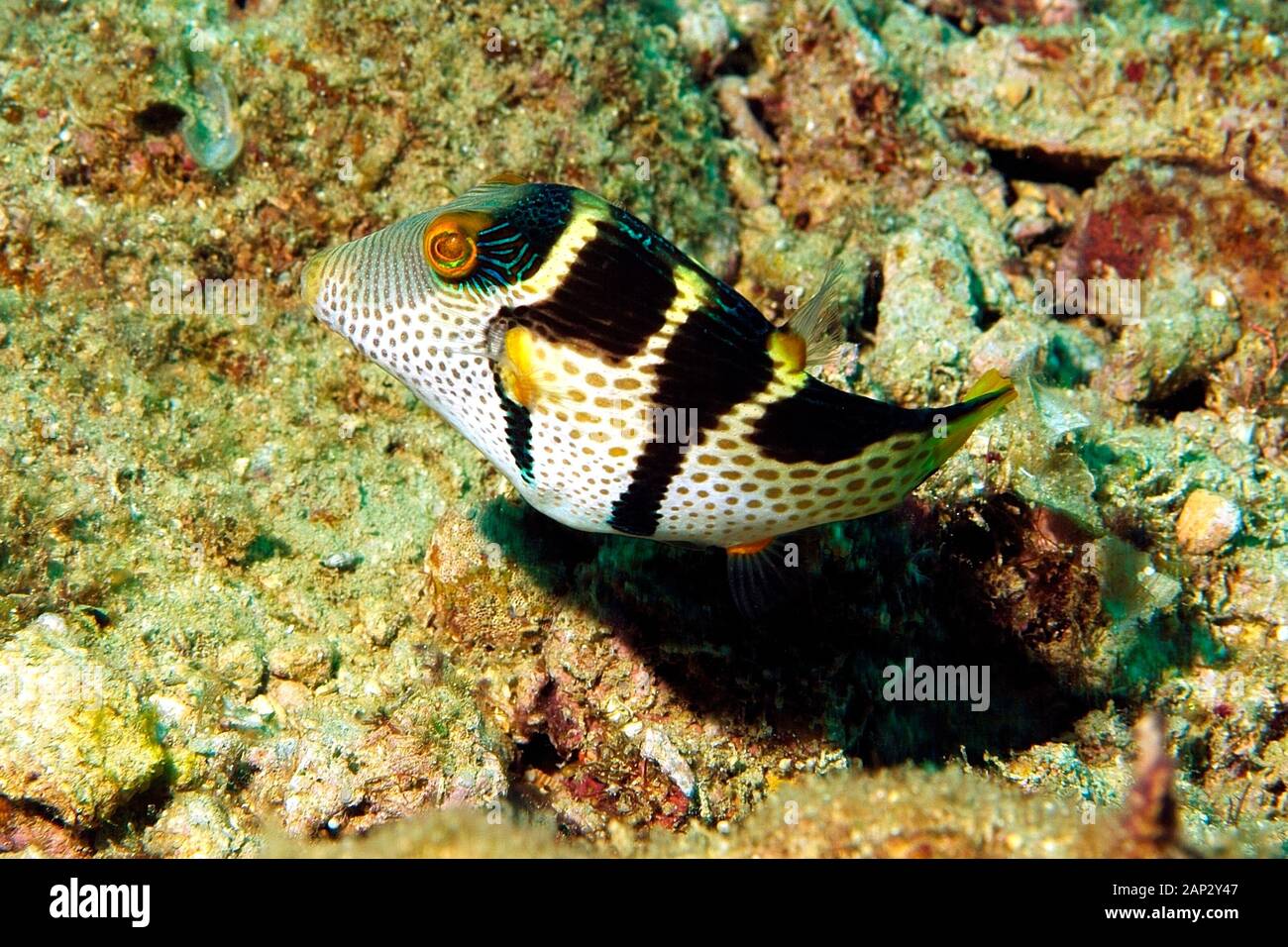 Black-Saddled Toby, 'Canthigaster valentini' Sunbake Seawall, Chatai, Okinawa, Ryukyu Islands,Japan Stock Photo