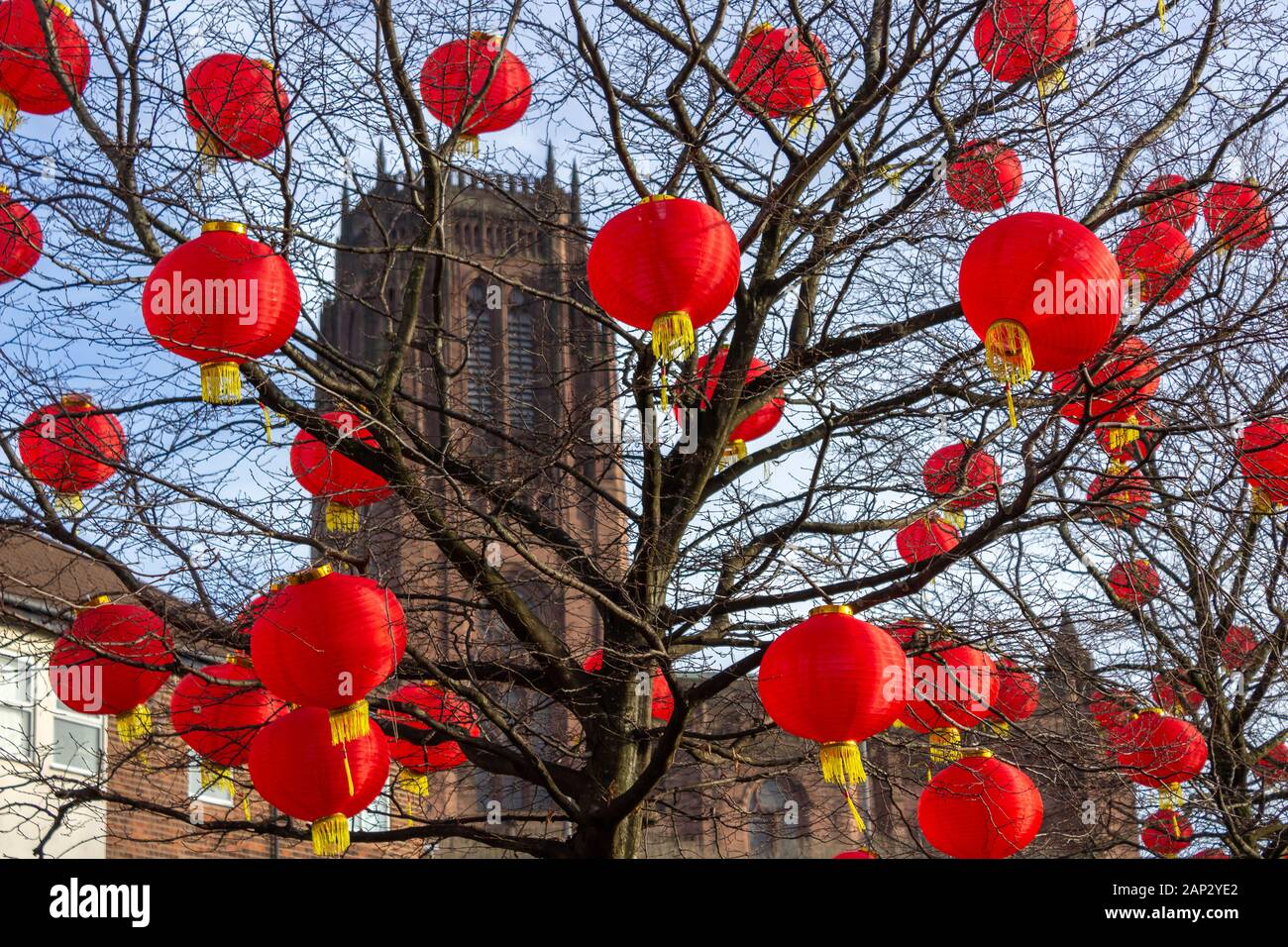 Lanterns in trees during Chinese New Year celebration festival with Liverpool Anglican cathedral in background, Grenville Street South, Liverpool Stock Photo