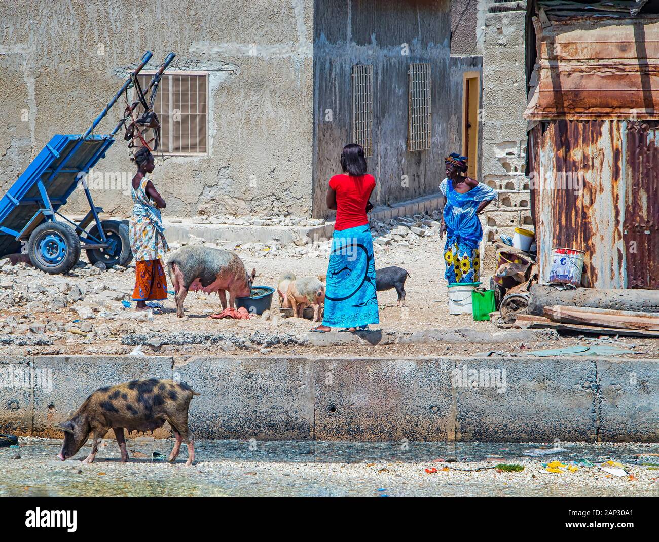 Fadiouth, Senegal, AFRICA - April 26, 2019: Unidentified Senegalese woman in colorful dress feeds a group of domestic pigs in front of old houses in Stock Photo