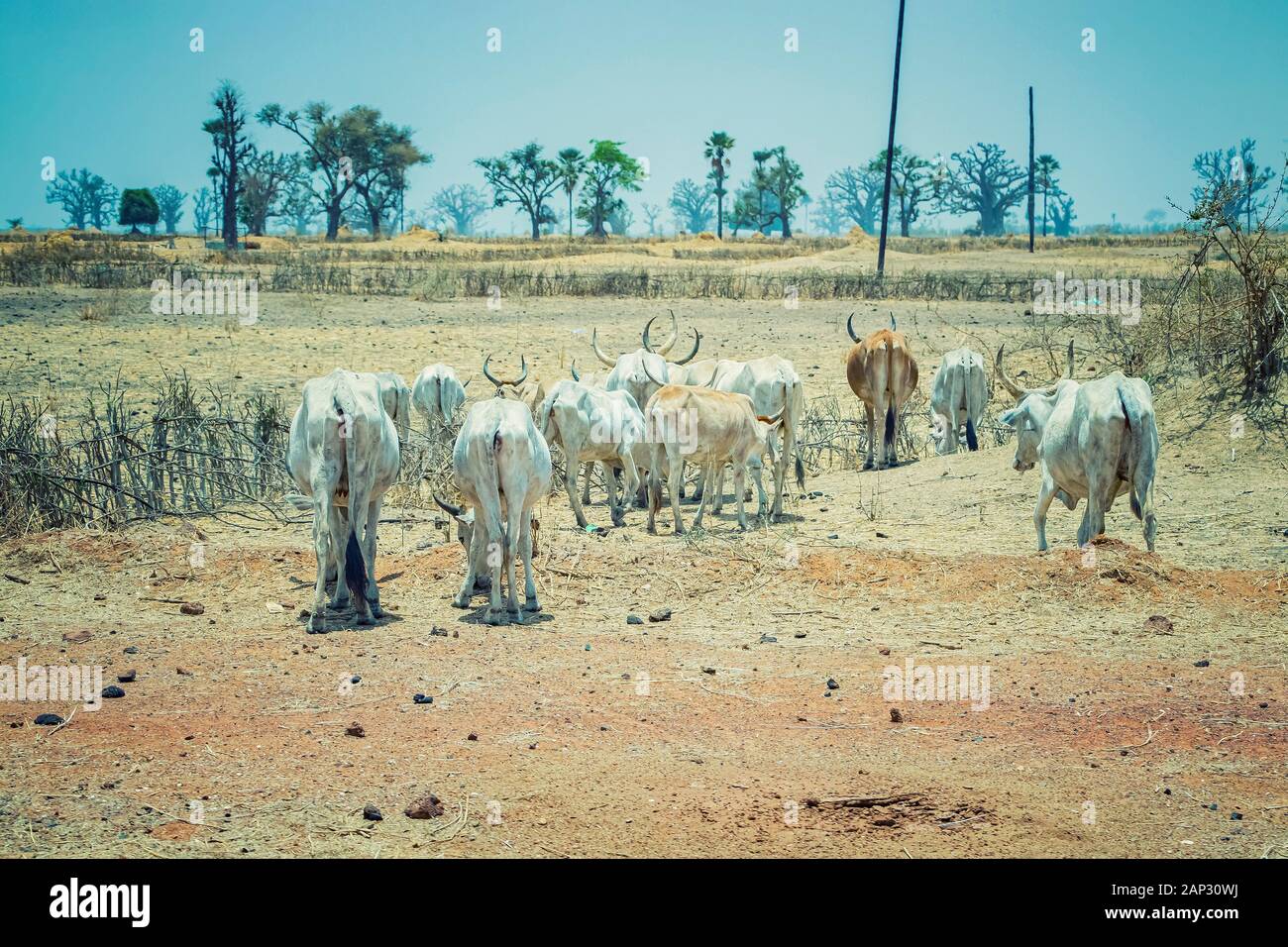 A herd of white African cows walks through the savannah near Dakar, Senegal. Baobabs are visible in the background. Stock Photo