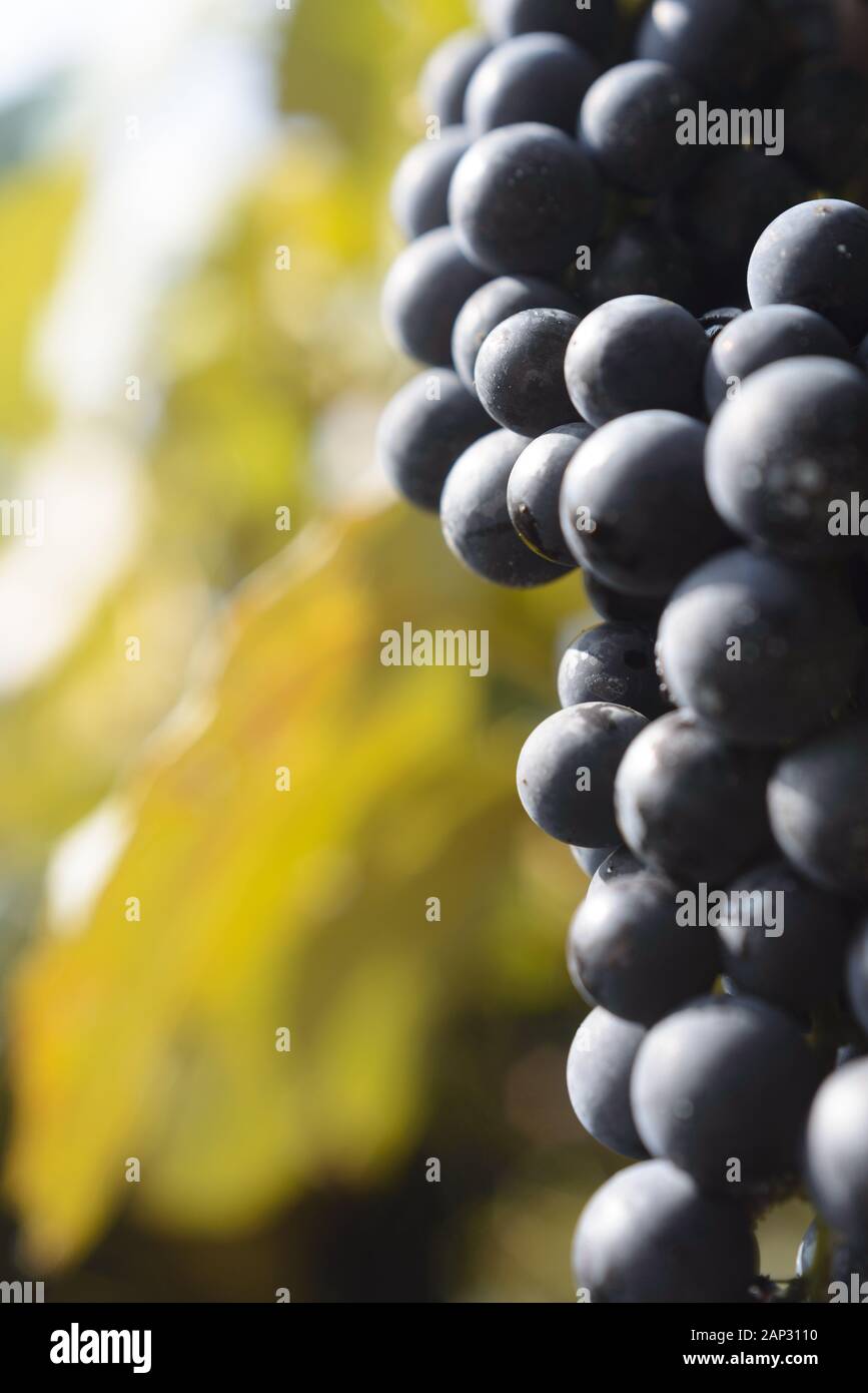 Grapes and grapevine at a vineyard in Brazil Stock Photo Alamy