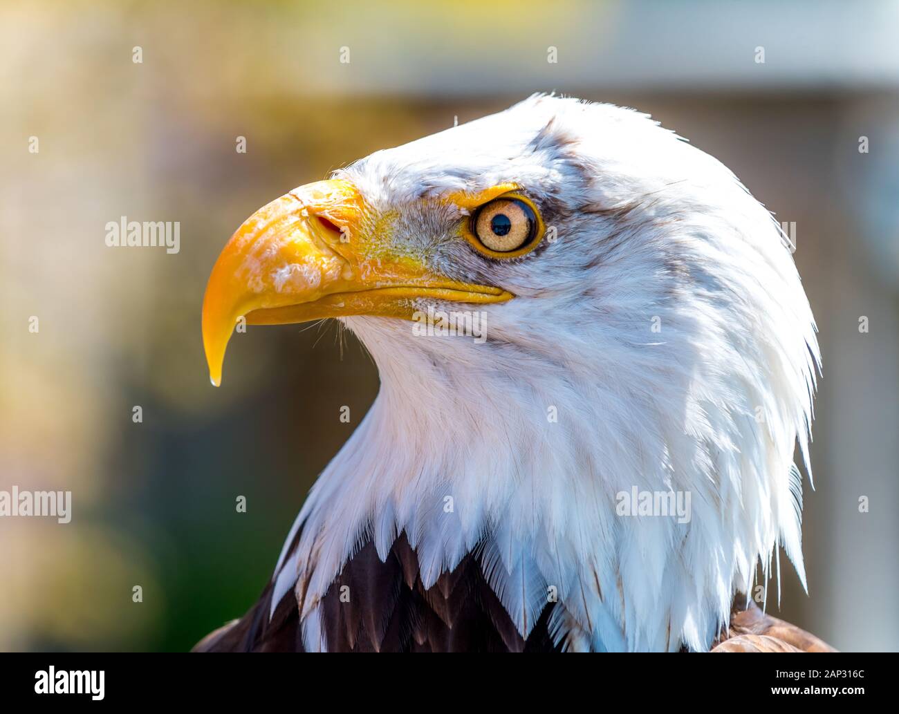 Eagle endangered species hi-res stock photography and images - Alamy