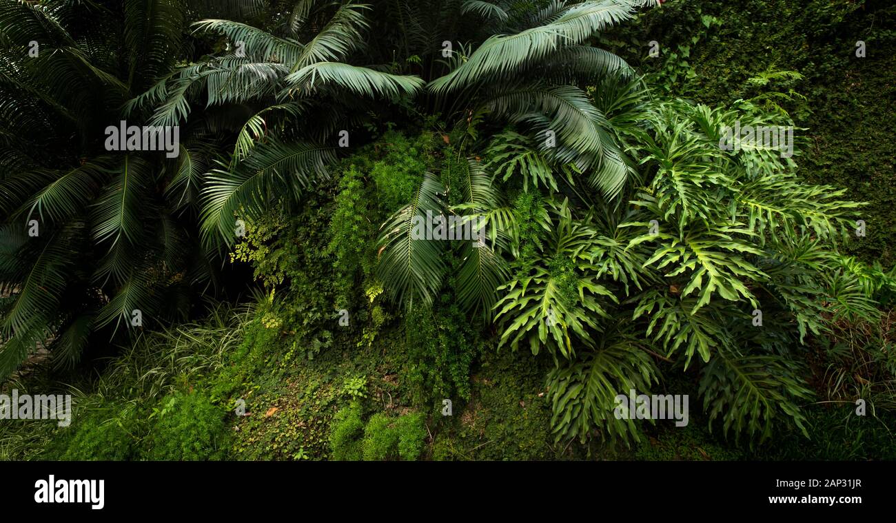 Tropical forest lush vegetation hi-res stock photography and images - Alamy