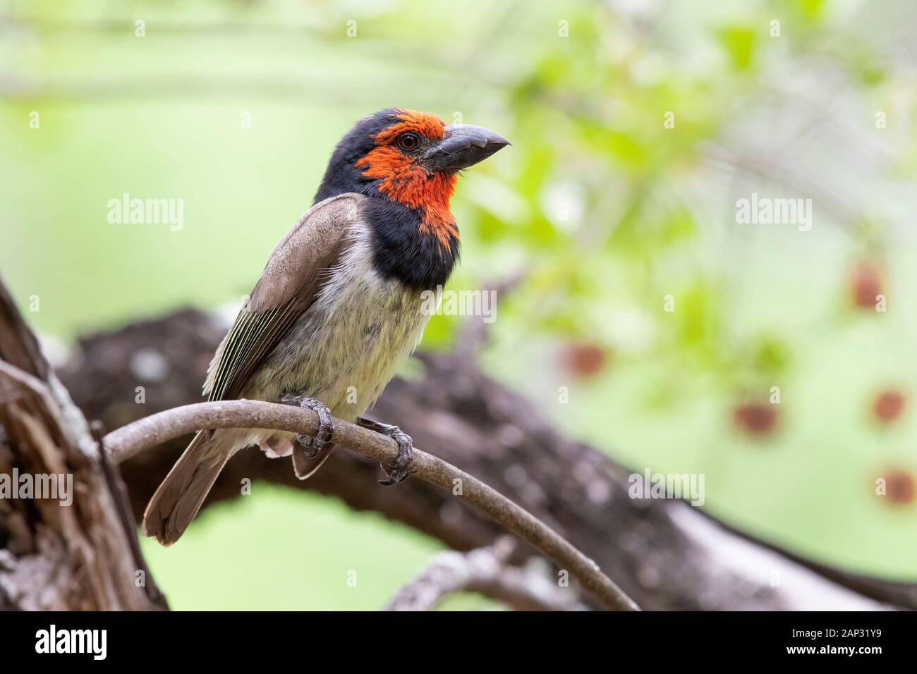 Black-collared Barbet (Lybius torquatus), adult perched on a branch, Mpumalanga, South Africa Stock Photo