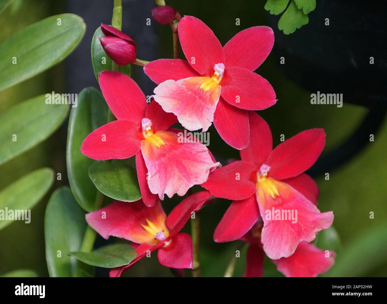 Red and pink color of Intergeneric Oncidium hybrid orchids Stock Photo