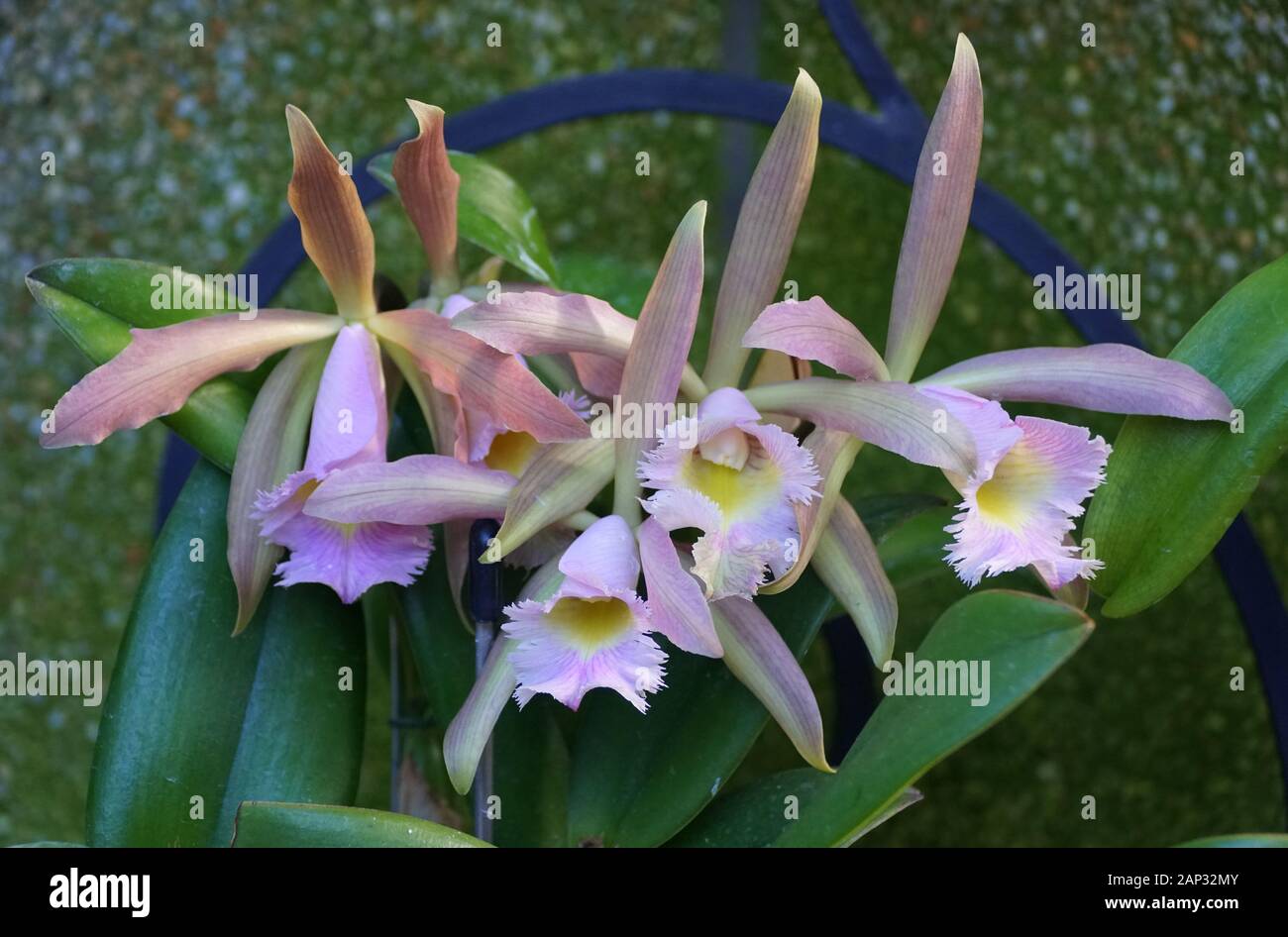 Light purple and white color of tiny Cattleya orchids Stock Photo