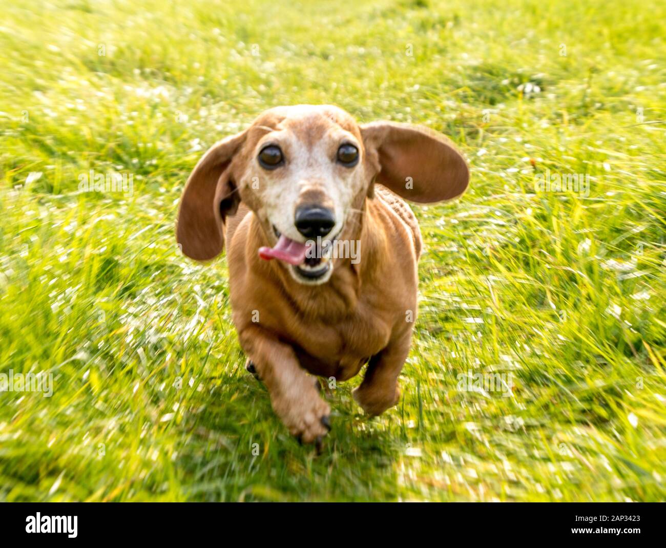 One of the world's best loved dog breeds, the Miniature Dachshund