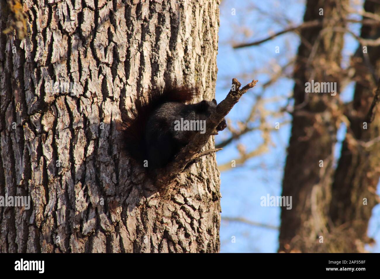 Black Squirrel sitting on tree branch Stock Photo