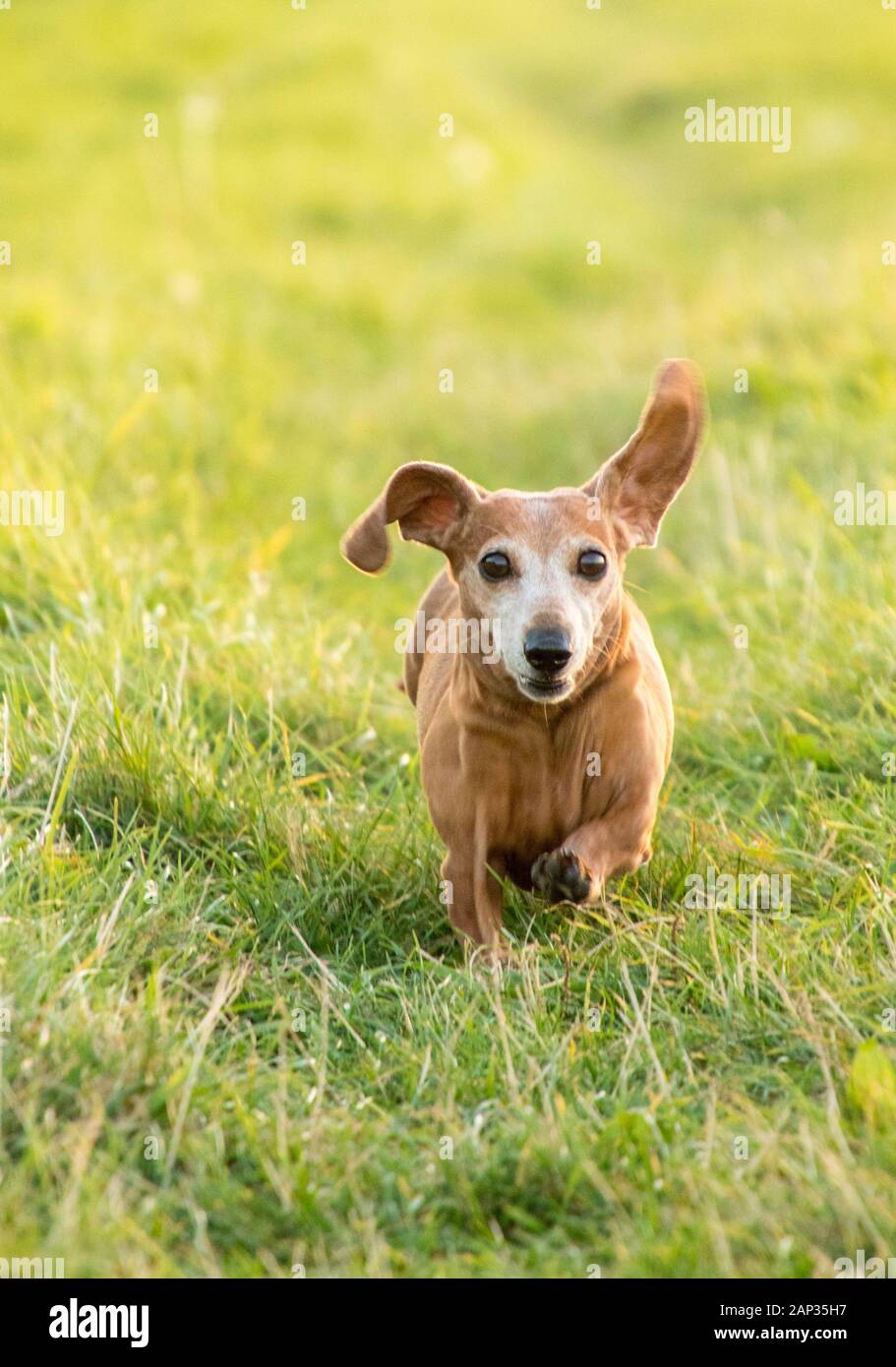 One of the world's best loved dog breeds, the Miniature Dachshund