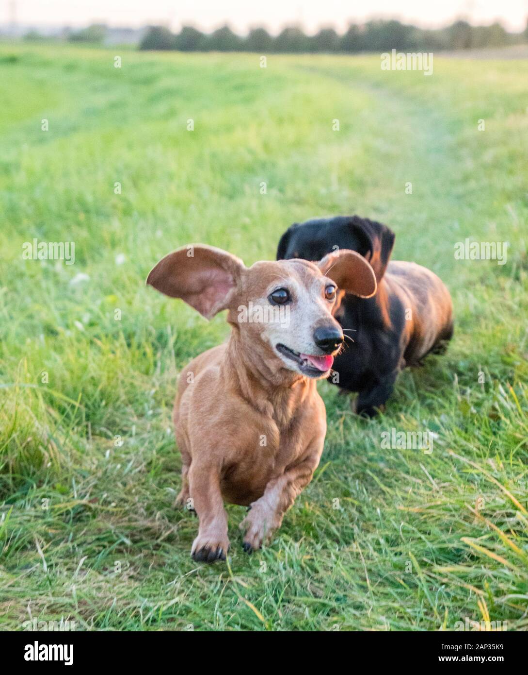 One of the world's best loved dog breeds, the Miniature Dachshund