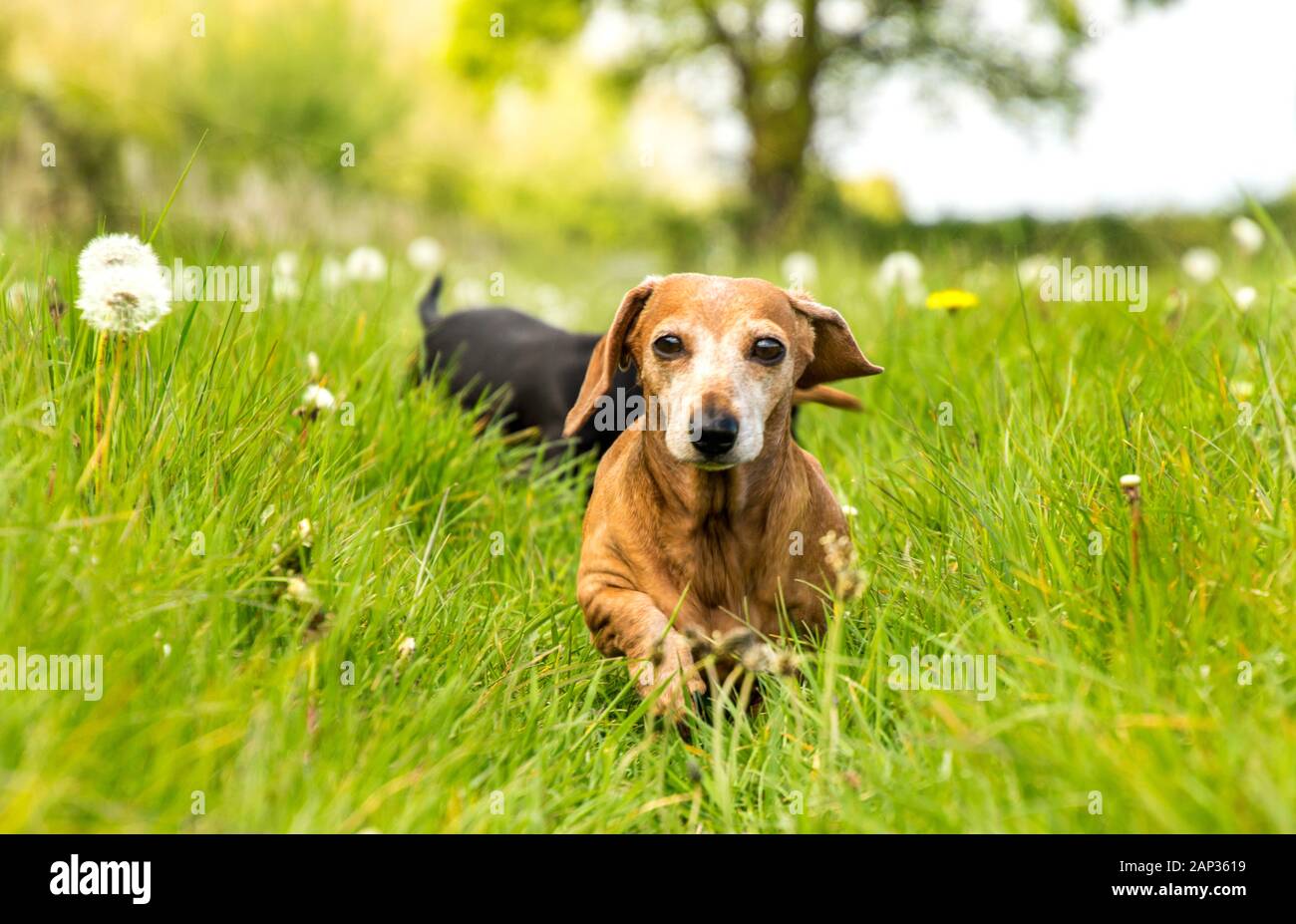 One of the world's best loved dog breeds, the Miniature Dachshund