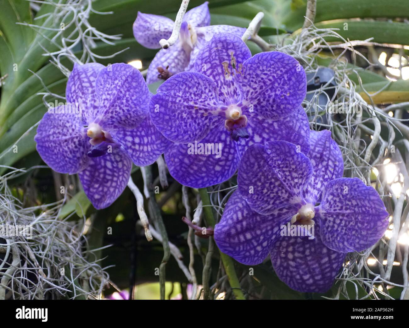 Beautiful Vanda Sansai Blue Orchid flowers Stock Photo