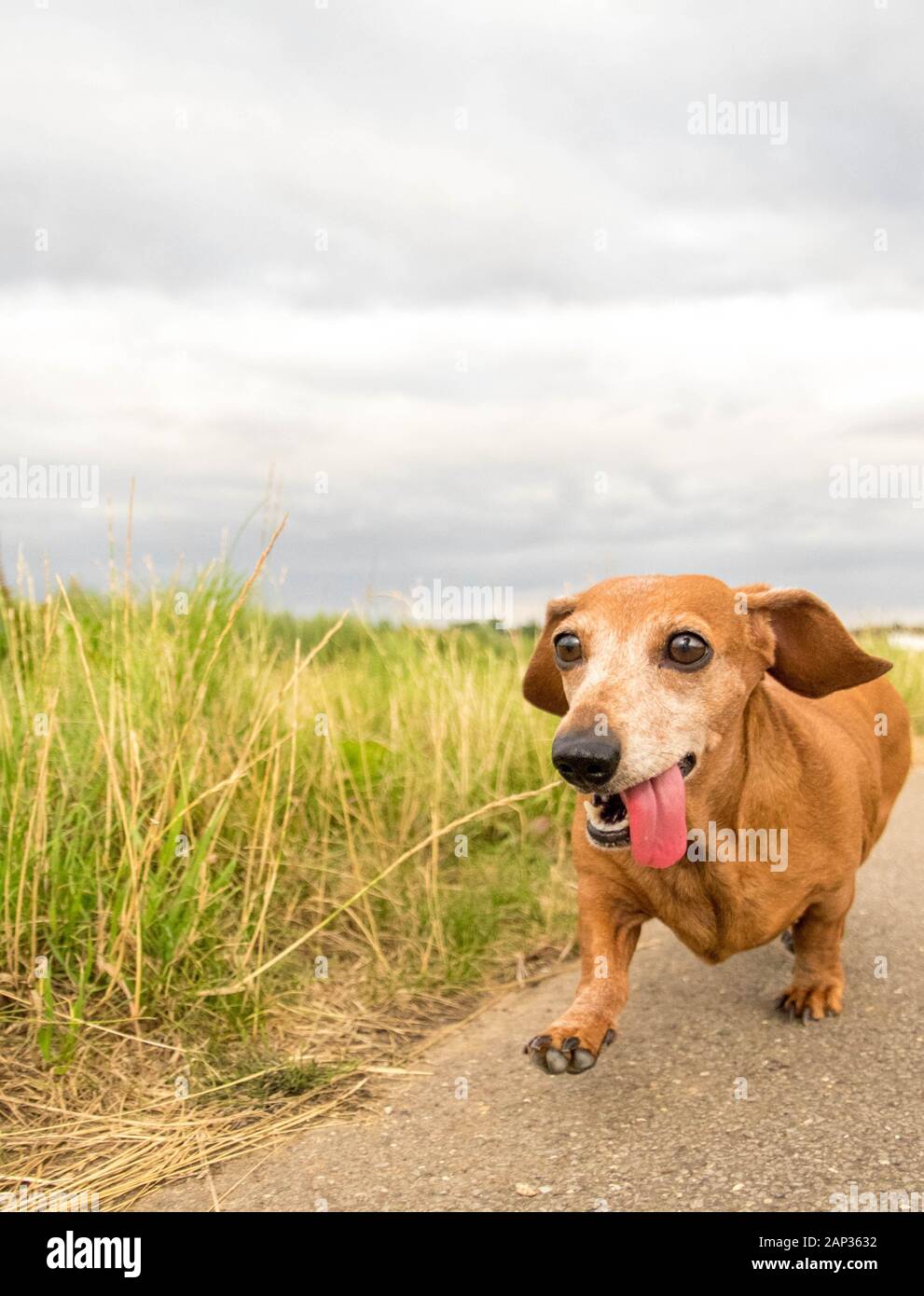 One of the world's best loved dog breeds, the Miniature Dachshund