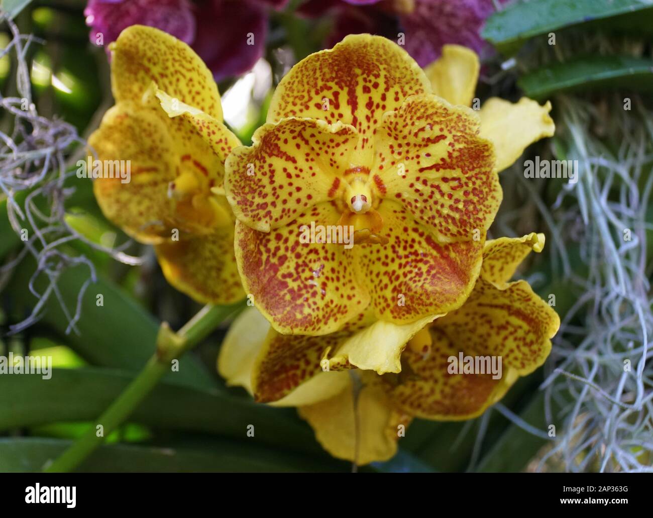 Beautiful cluster of yellow Vanda orchids Stock Photo