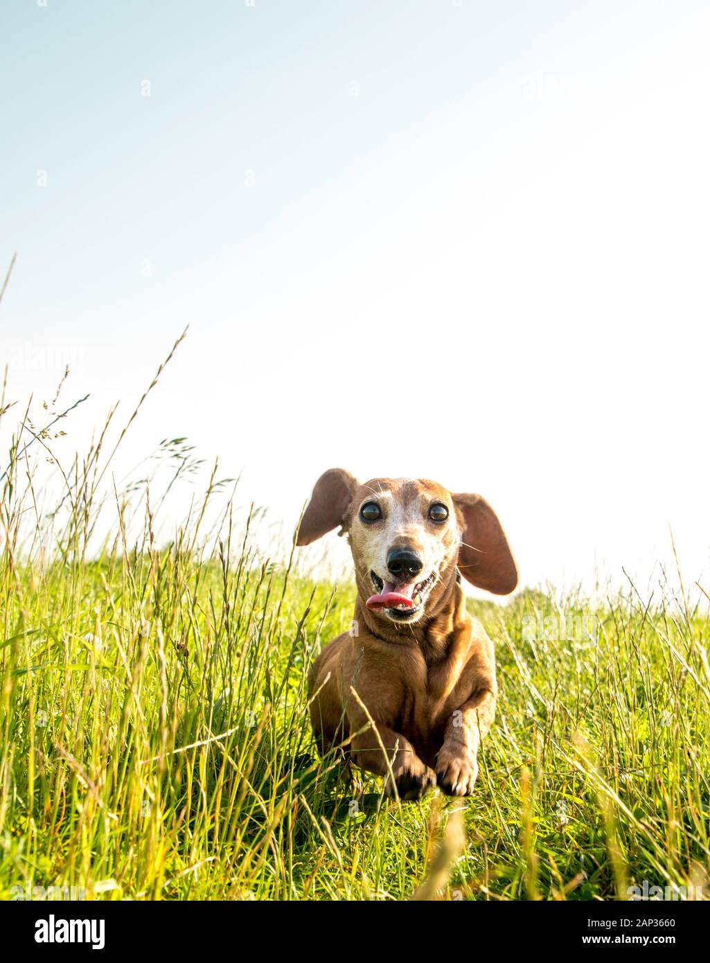 One of the world's best loved dog breeds, the Miniature Dachshund