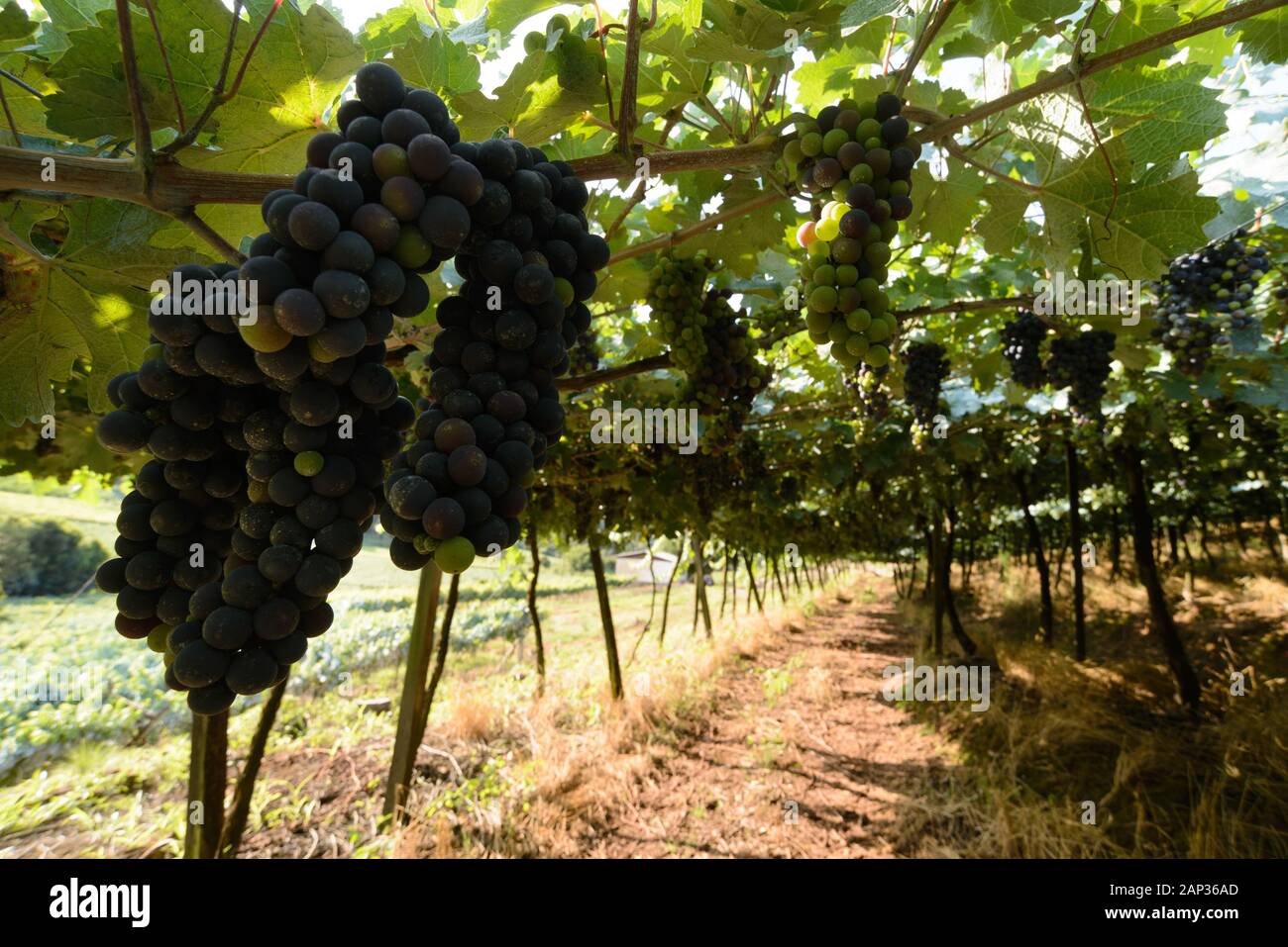 Grapes and grapevine at a vineyard in Brazil Stock Photo Alamy