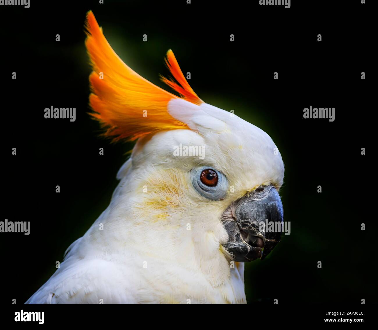 Orange Crest Citron Crested Cockatoo. Medium sized cockatoo endangered