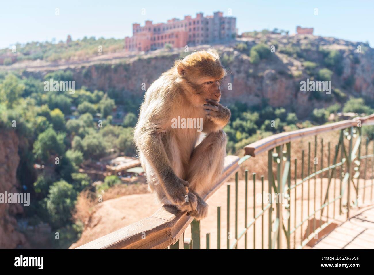 Barbary Macaque or magot, Macaca sylvanus Ape at Ouzoud Stock Photo