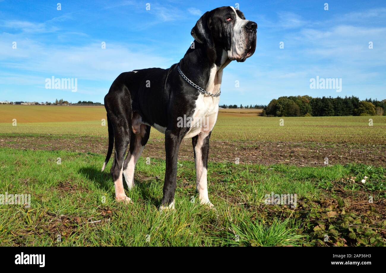 A beautiful Great Dane dog in the countryside. Stock Photo