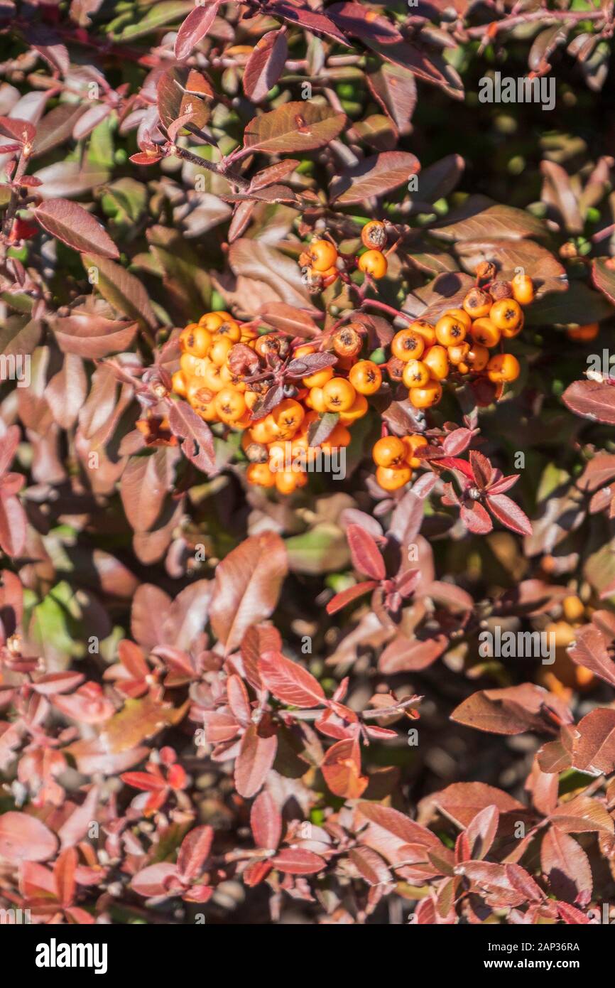 Pyracantha coccinea showing winter bronze leaves and yellow-orange berries. Wichita, Kansas, USA. Stock Photo