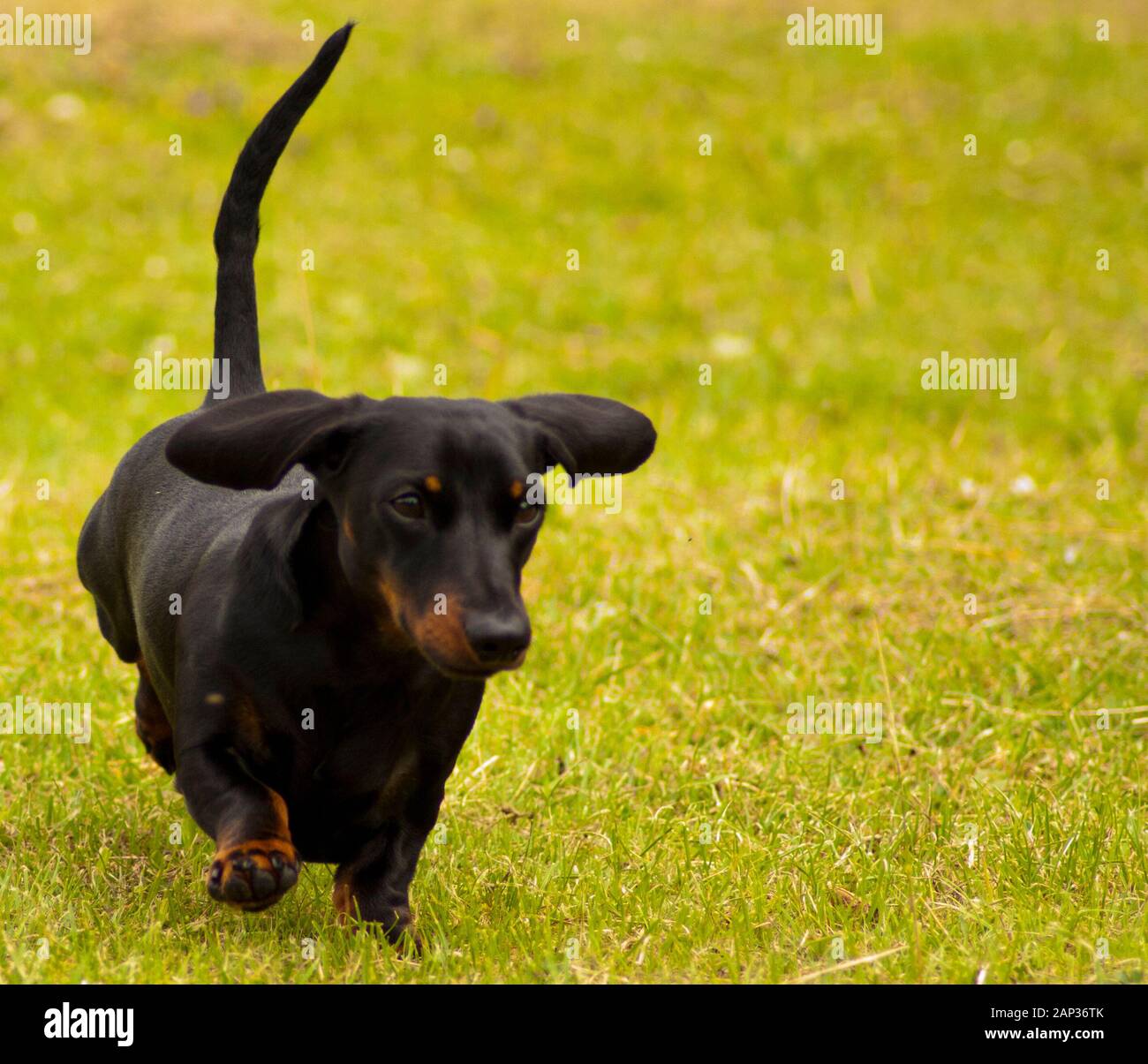 One of the world's best loved dog breeds, the Miniature Dachshund