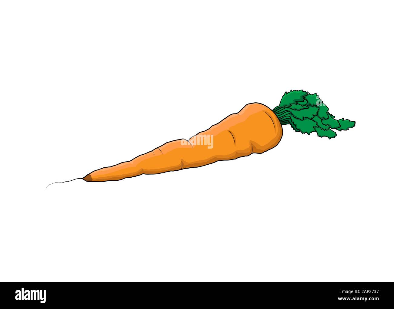 Carrot farm vegetable. Healthy raw vegetarian vegan food. Isolated vector illustration Stock Vector
