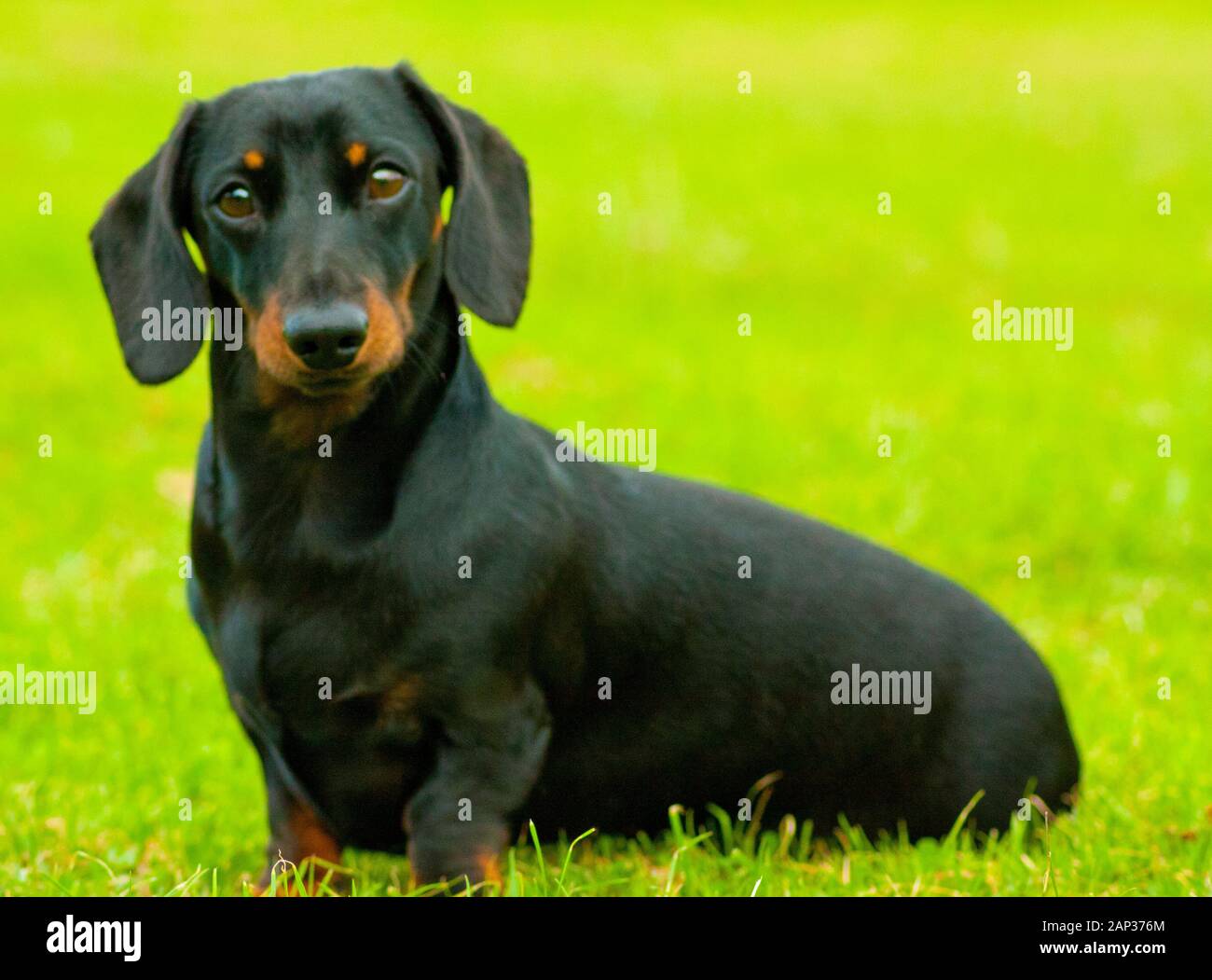 one-of-the-world-s-best-loved-dog-breeds-the-miniature-dachshund