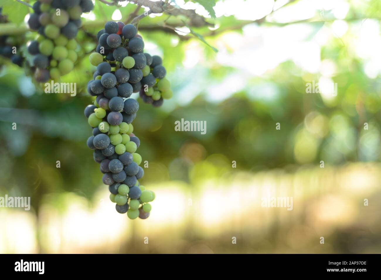 Grapes and grapevine at a vineyard in Brazil Stock Photo Alamy