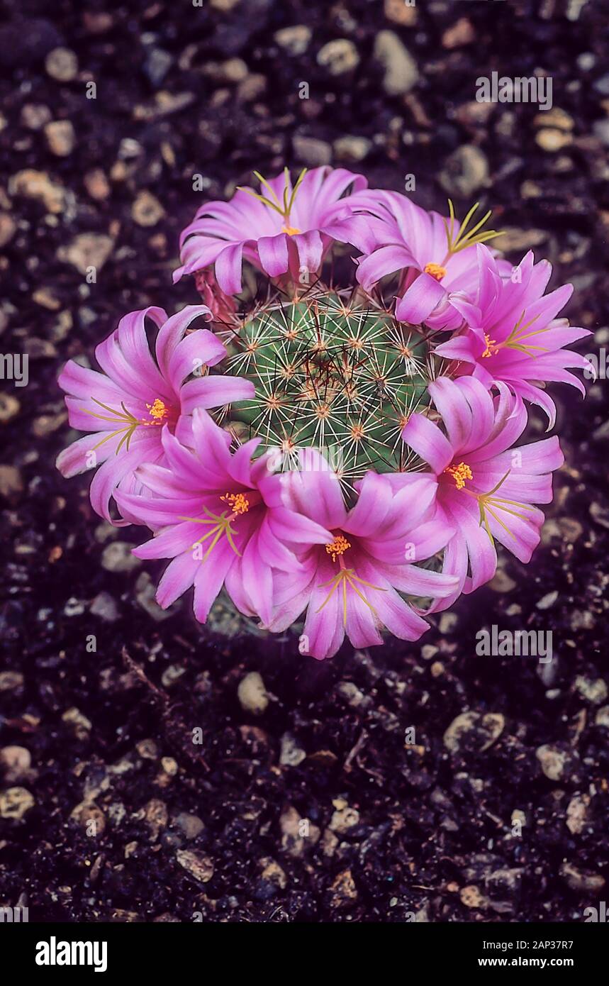 Mammillaria Grahamii. syn Mammillaria microcarpa with deep pink flowers on cacti.  Flowers in early summer and is frost tender. Stock Photo