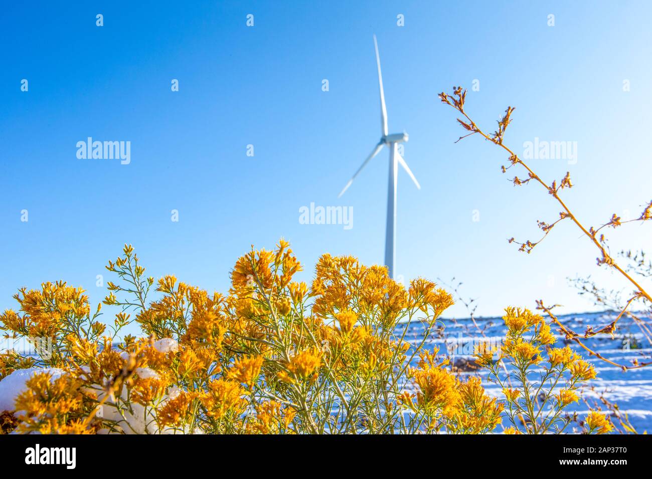 Wind turbines in a field with blue sky Stock Photo - Alamy