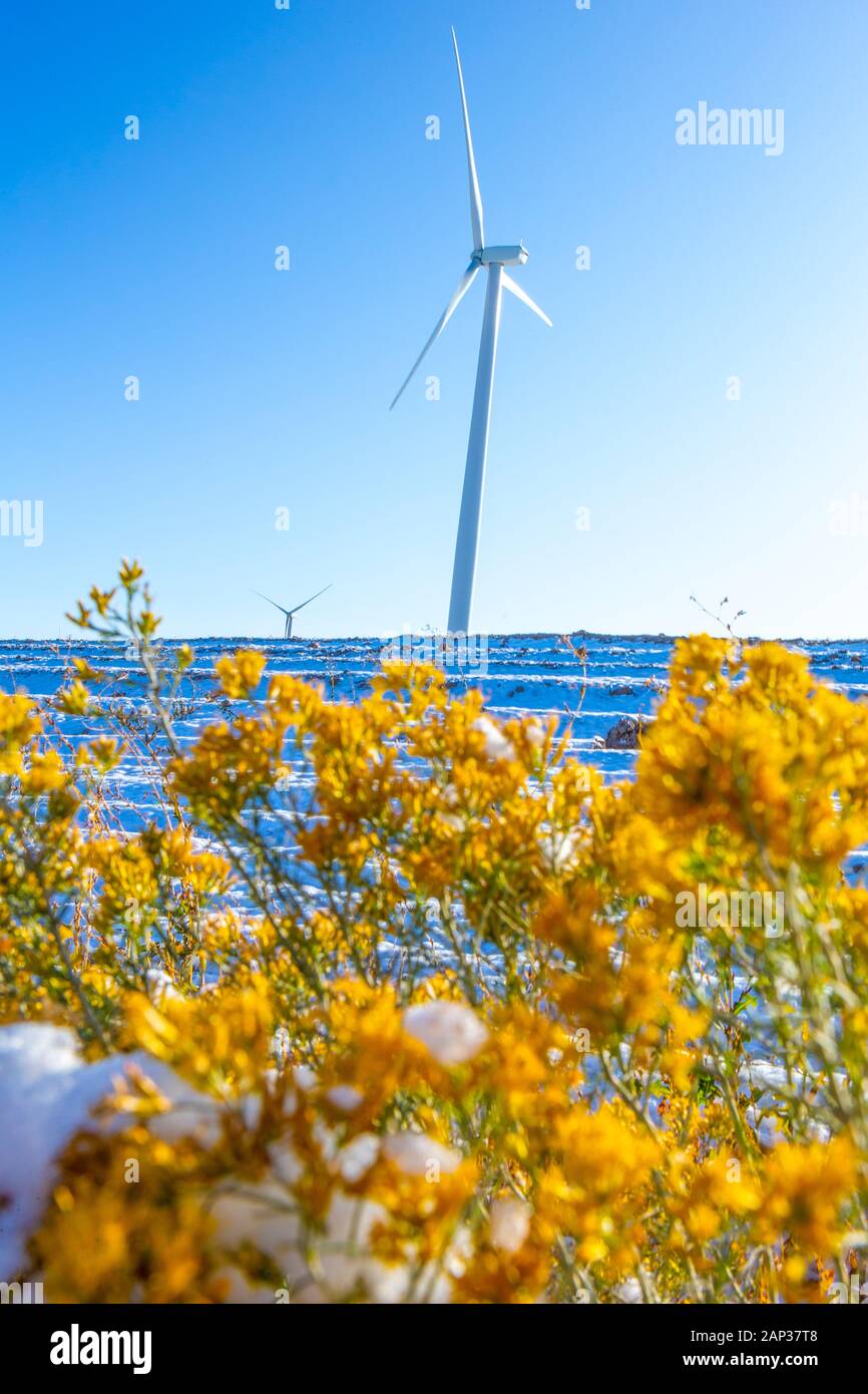 Wind turbines in a field with blue sky Stock Photo - Alamy