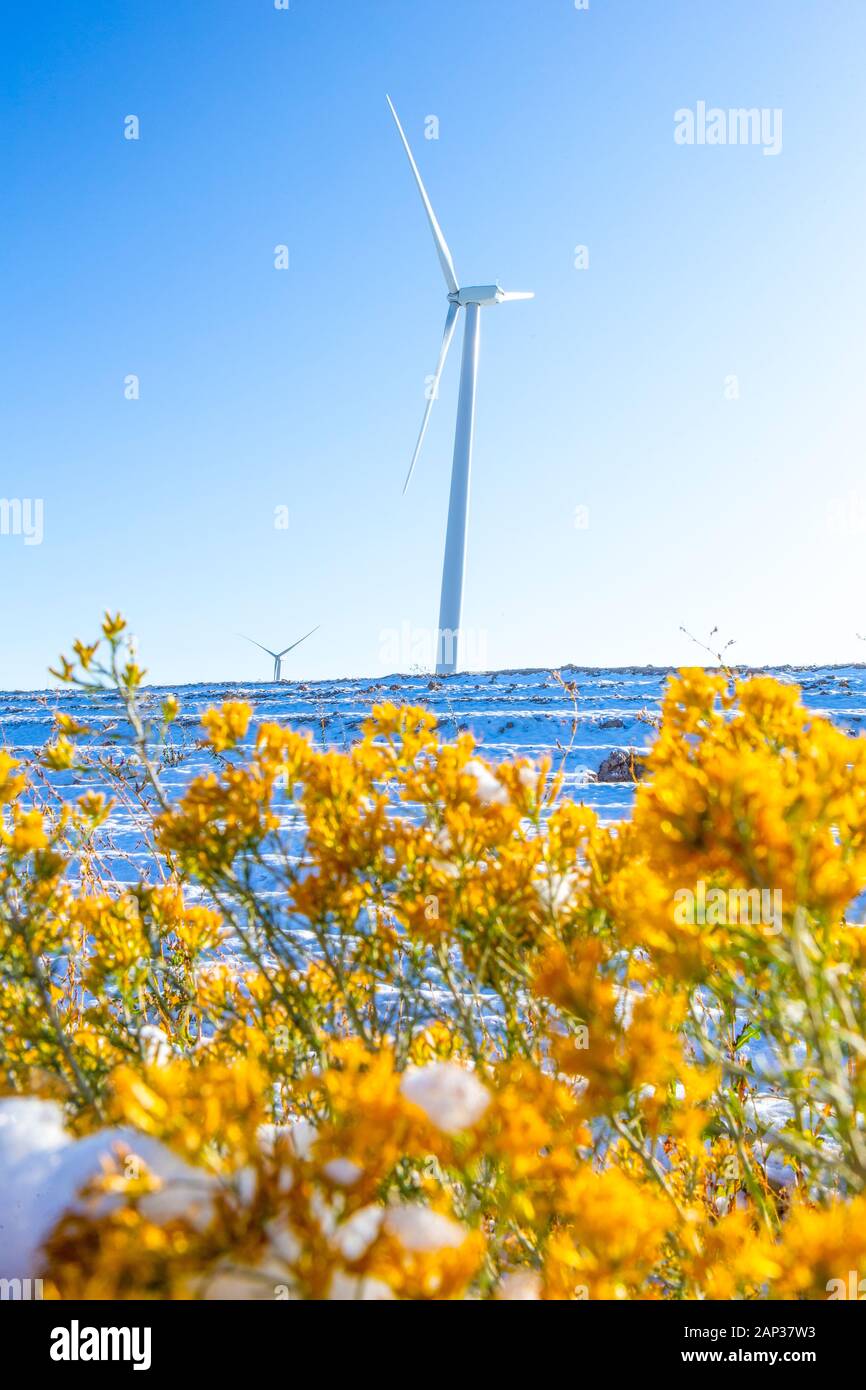 Wind turbines in a field with blue sky Stock Photo - Alamy