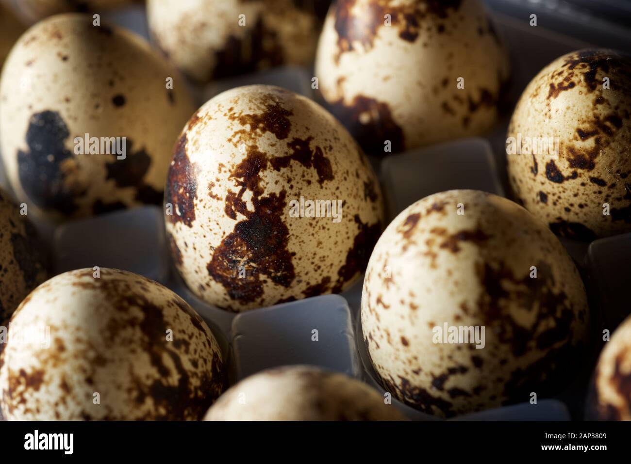 Quail eggs in a plastic box. Stock Photo
