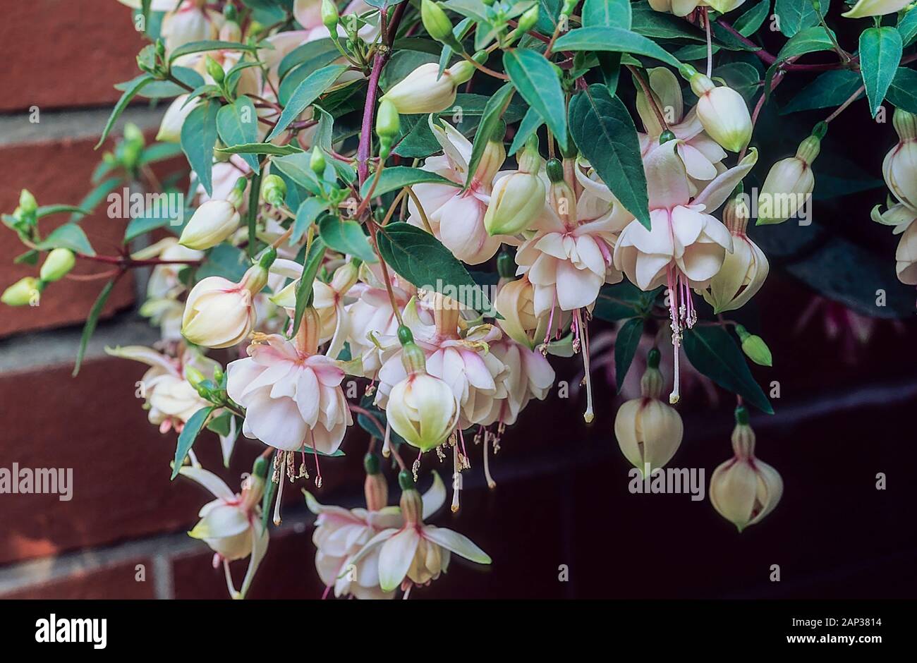 Close up view of Harry Gray fuchsia flowers. A double rose white upright & trailing deciduous fuchsia. Ideal for hanging baskets and containers Stock Photo