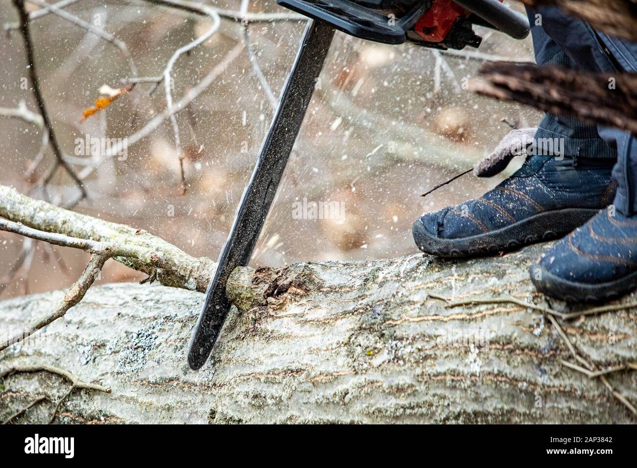 A working arborist wearing climbing gear and toting a chain saw