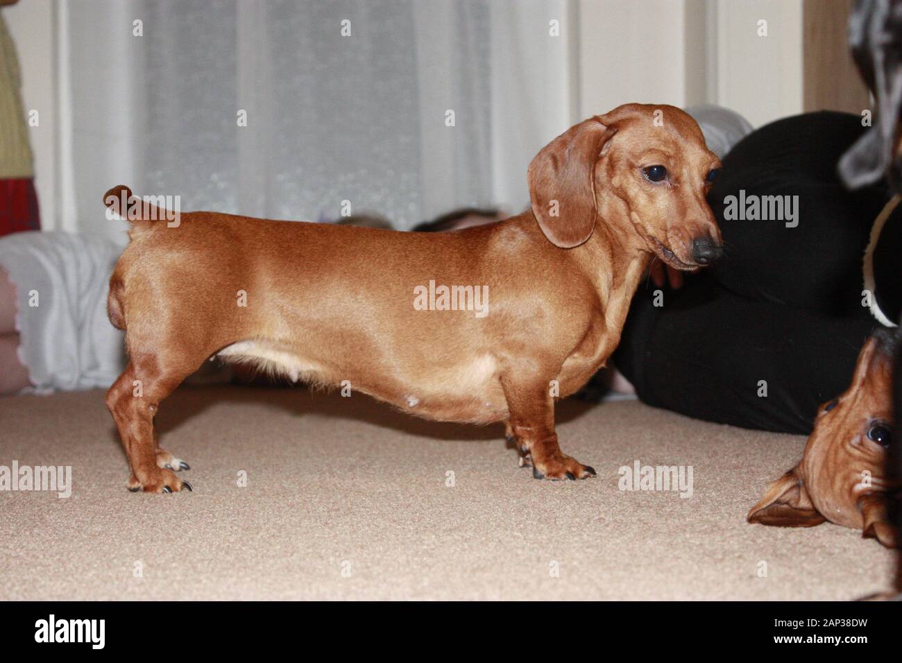 one-of-the-world-s-best-loved-dog-breeds-the-miniature-dachshund