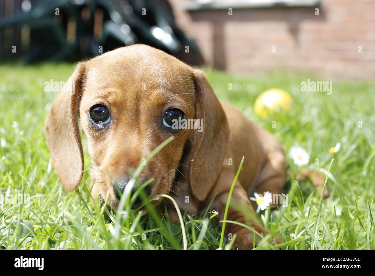 One of the world's best loved dog breeds, the Miniature Dachshund